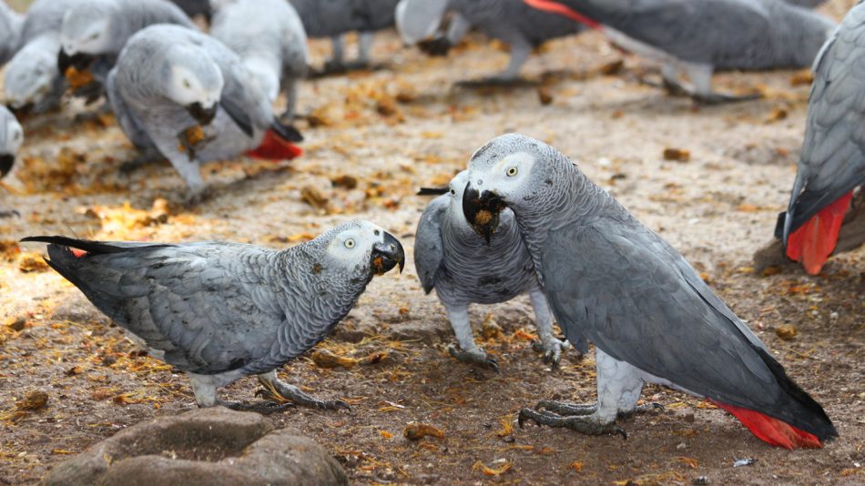 African grey parrots are among
