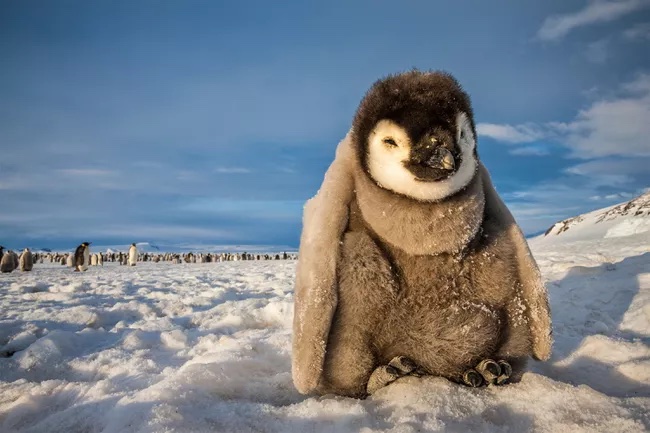 Young penguin sits in the snow