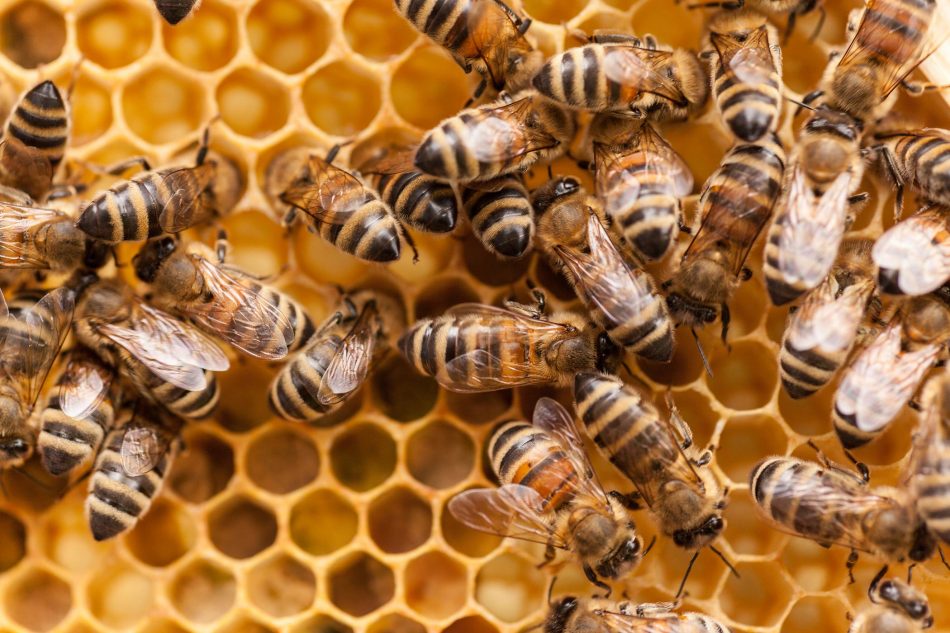 Honey bees may soon add algae 