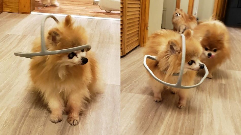 Dog owner 3D-prints halo to he