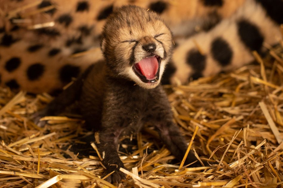 Two cheetah cubs have been bor