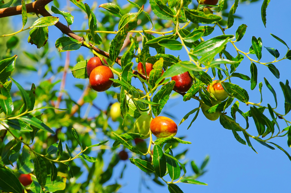 Branch with green leaves and ripening red-orange jujube fruits against a bright blue sky.