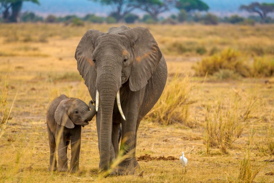 A wildlife reserve in Kenya is witnessing a baby elephant boom | The  Optimist Daily: Making Solutions the News
