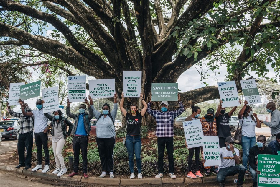 Campaign to save giant fig tre
