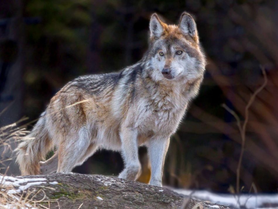 Hurrah! The Mexican wolf has b