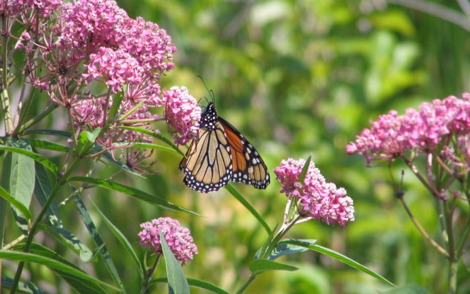 To save the Monarch butterfly,