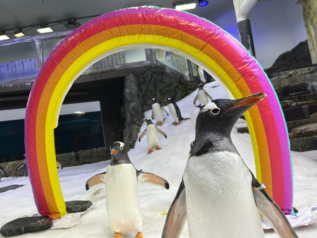 Celebrating life, love, and equality: penguins sing to mourn loss of colony member Sphen