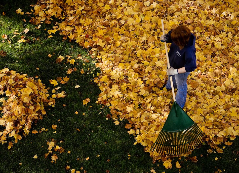 Why you shouldn’t rake your 