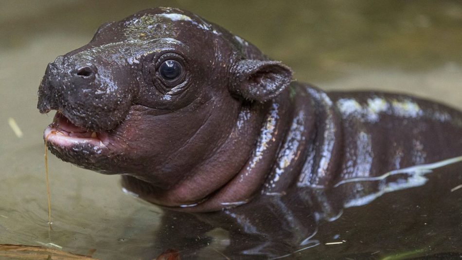 A rare Pygmy hippo birth has t
