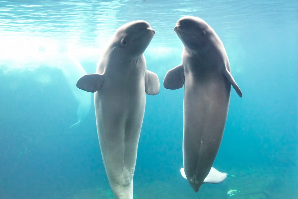 Two belugas traveled 6,000 mil