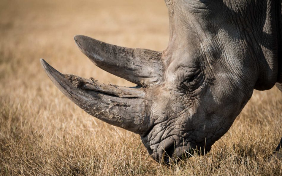 Could fake rhino horns help st