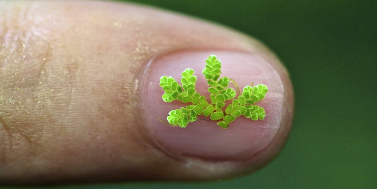 This tiny fern has helped huma