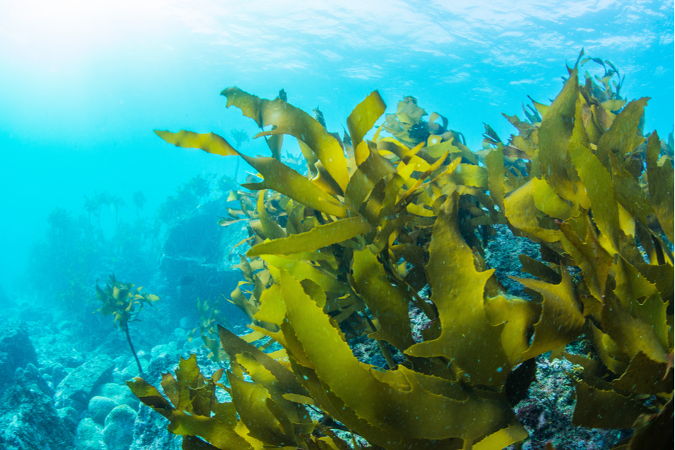 How seaweed forests can be a m