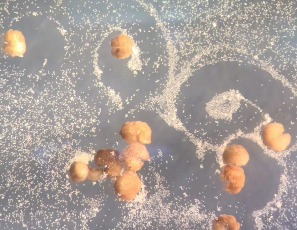 Still of C-shaped AI-designed xenobots moving around environment collecting frog stem cells to reproduce.