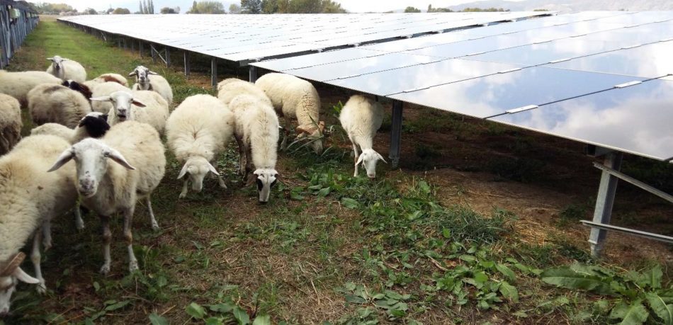 Sheep under solar panel