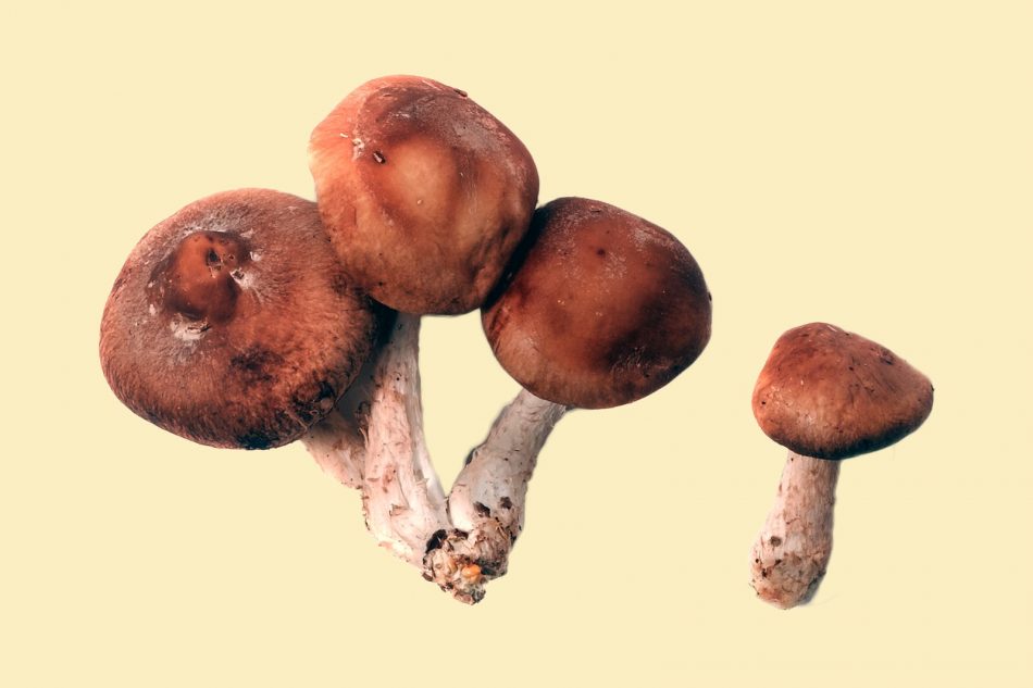 Mushroom picking: How to ident