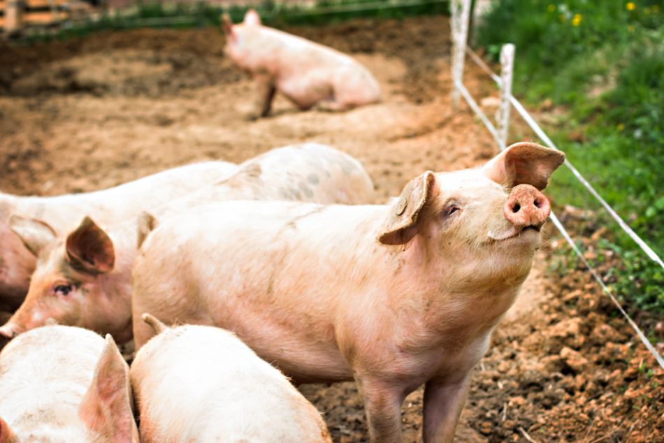 Happy pigs on pig farm in a muddy yard with a fence.