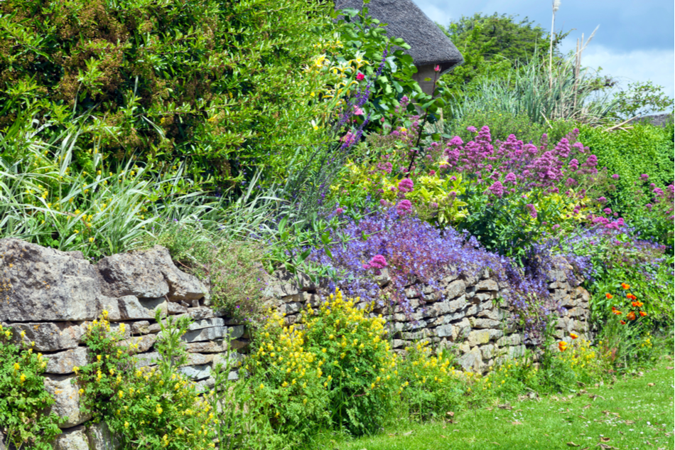 Vibrant pink, blue, yellow flowers in full bloom growing wildly over stone wall in a cottage garden
