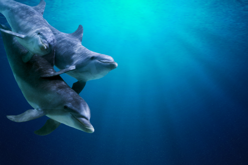 Two dolphins swimming underwater with sea surface in the background