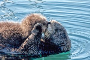 Sea otter mom