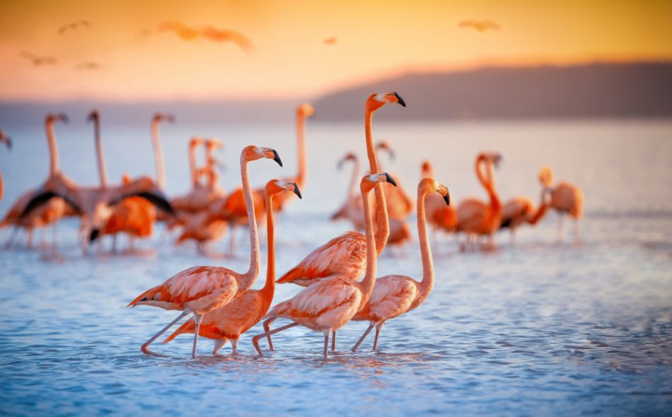 With tourists away, flamingos 