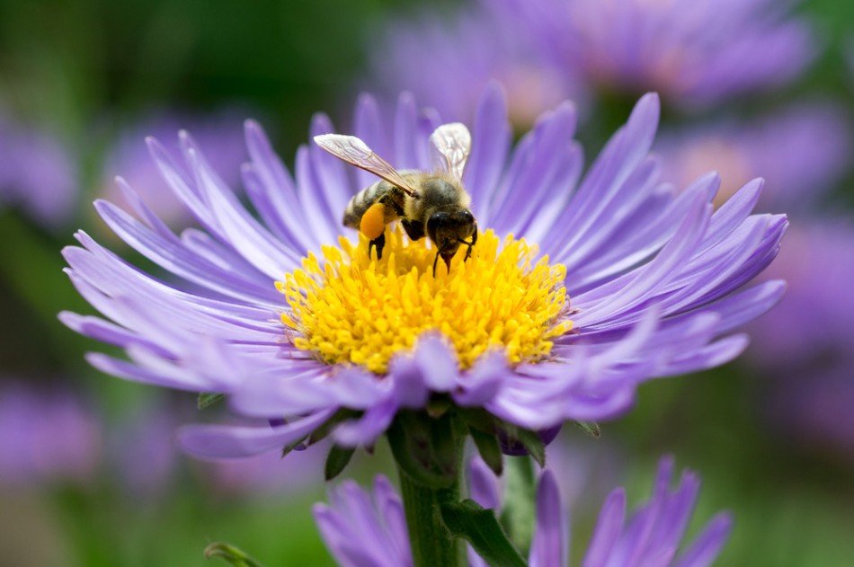 Want to help bees? Consider ad