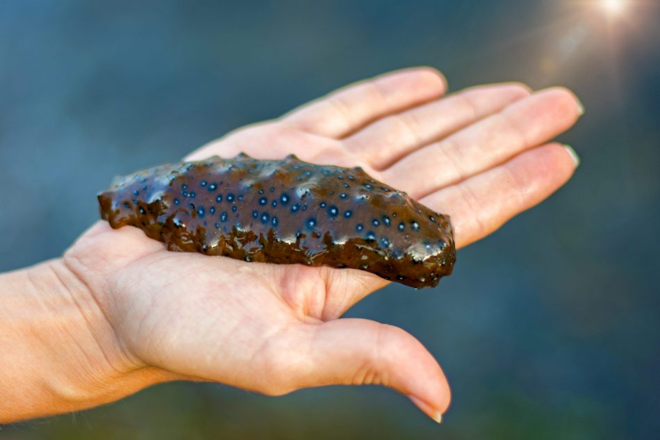 Sea cucumbers: The unsung hero