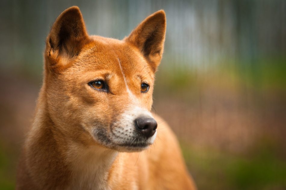 New Guinea singing dogs not ex