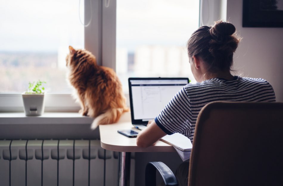 Girl student freelancer working at home on a task, the ginger cat is sitting on the window.