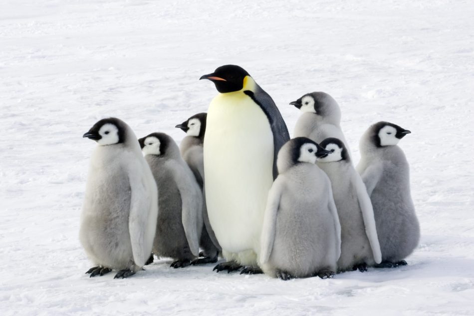 There are more Emperor penguin