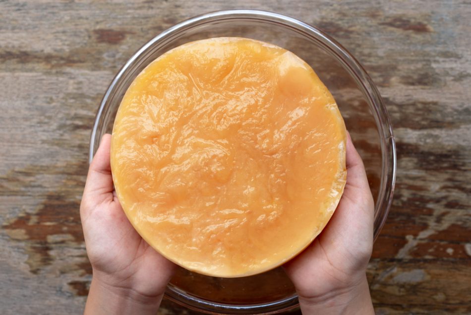 Healthy Kombucha SCOBY "symbiotic culture of bacteria and yeast" in hands.