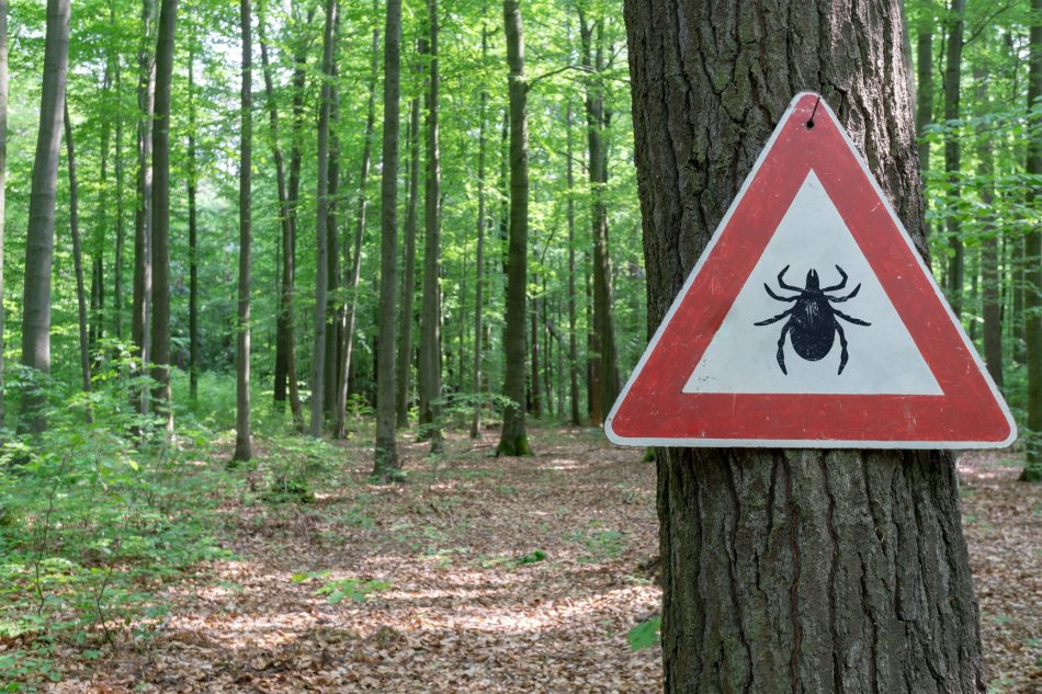 5 Tips to control ticks this s