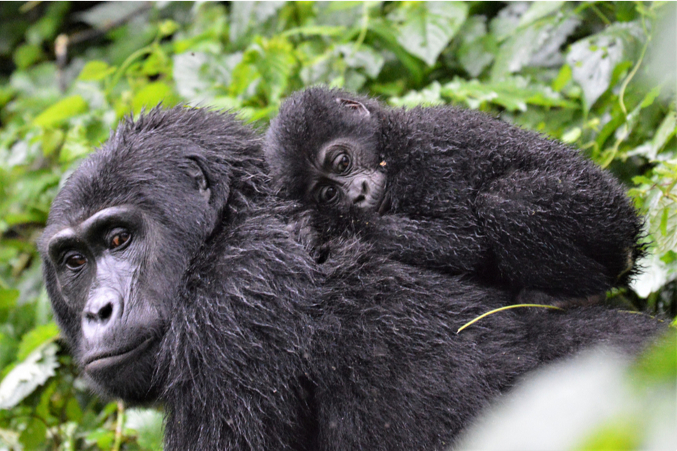 Gorilla mother with baby on her back in the Rwanda rainforest