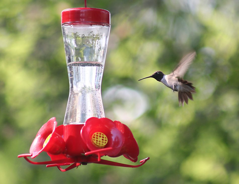 Tiny hummingbird approaching a backyard feeder filled with sugar water nectar