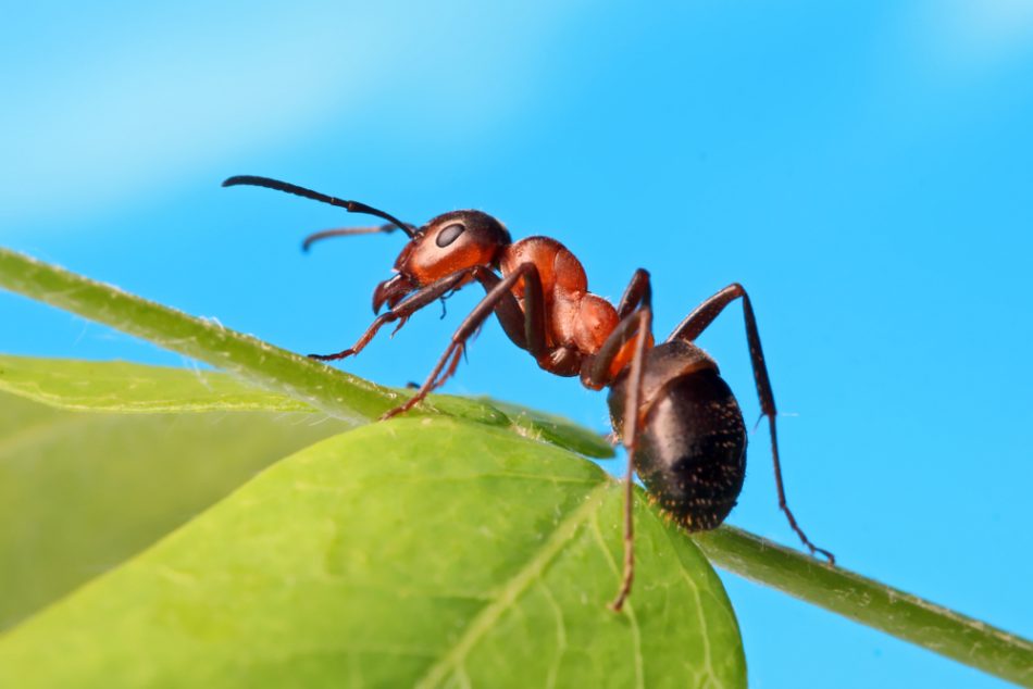 Say yes to ants: how these lit