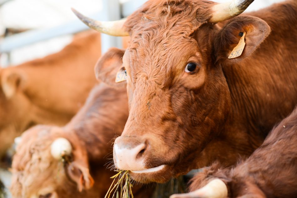 New livestock diet uses agri-w