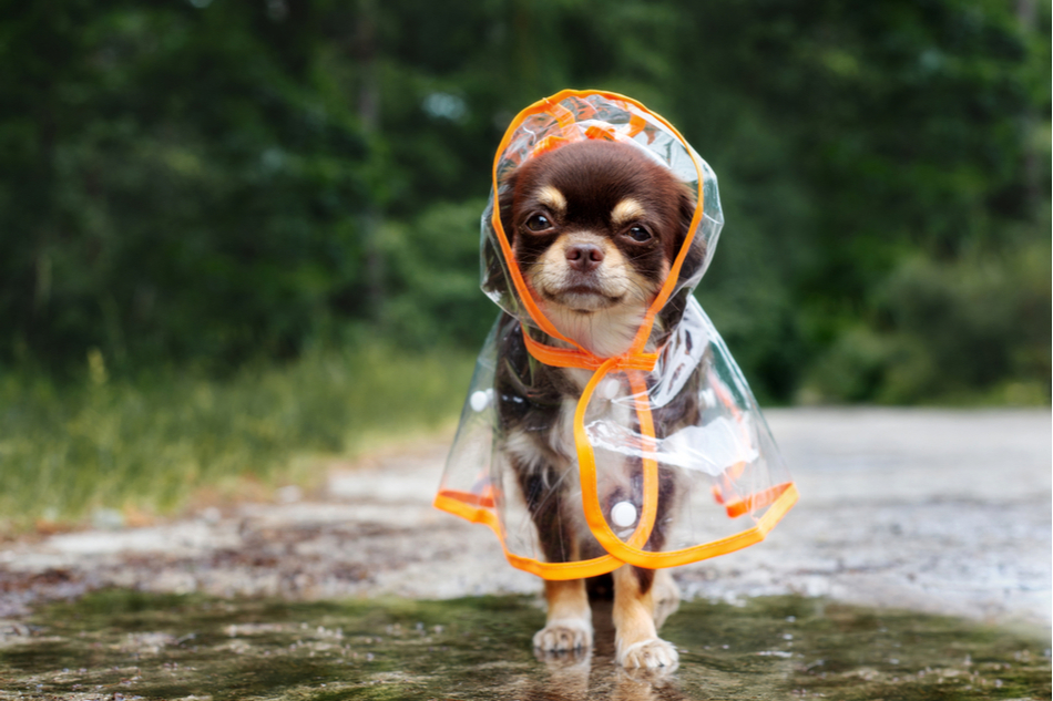 Cute tiny puppy stands outside in transparent raincoat