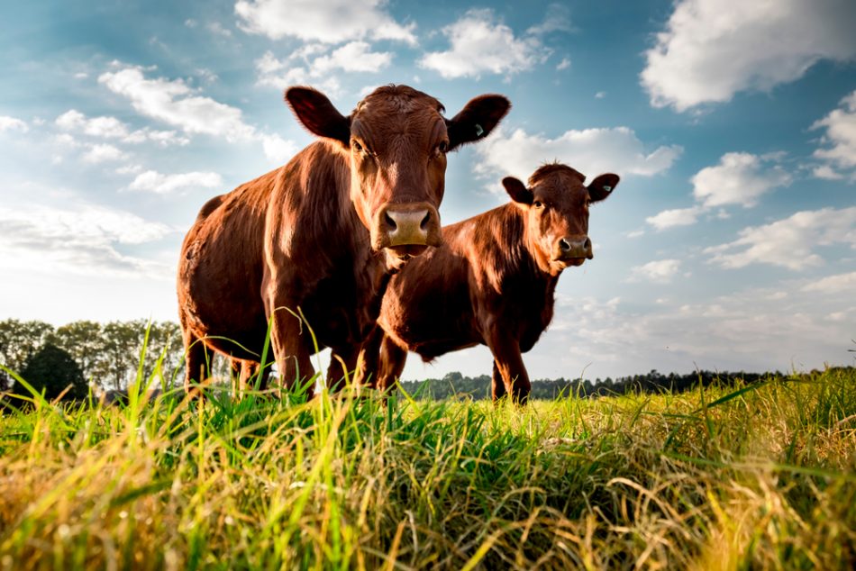 Two cows grazing in the grass looking into the camera