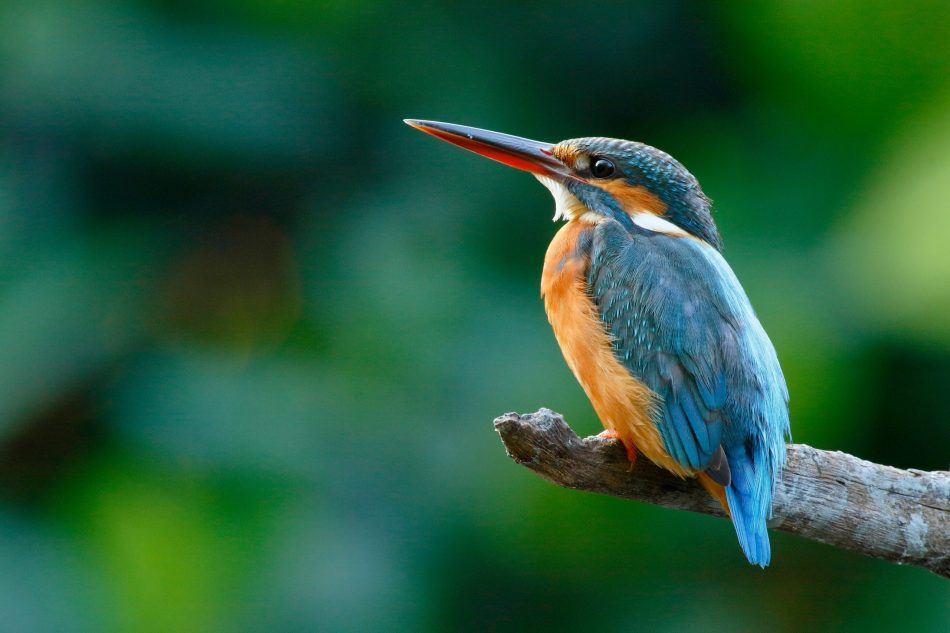 The common kingfisher (Alcedo atthis) wetlands birds's colored feathers from different birds that live in ponds, swamps.