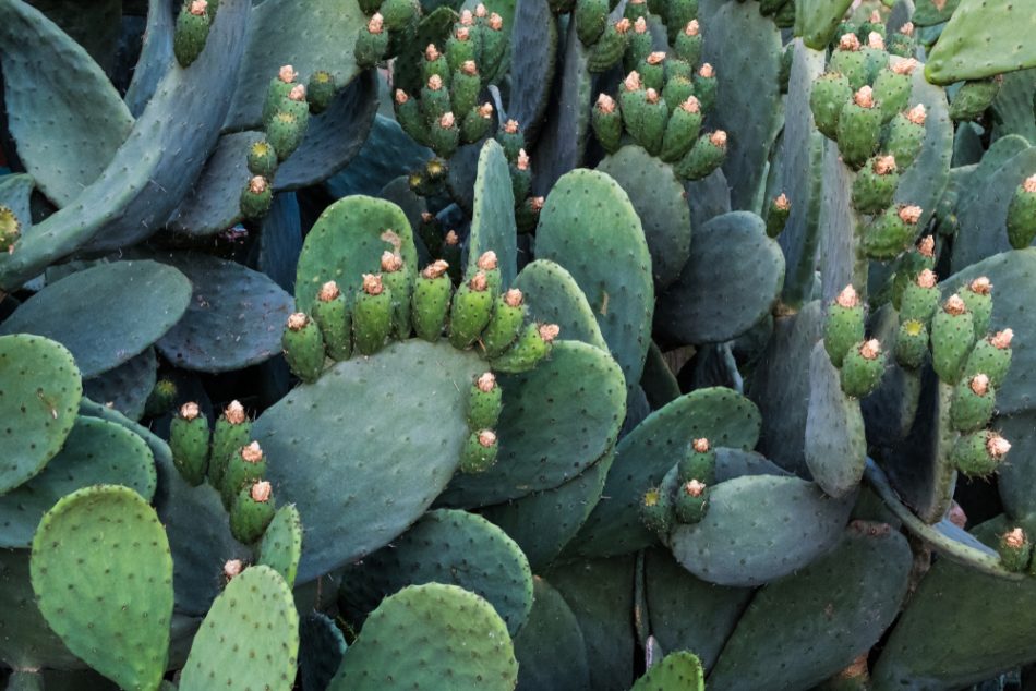 Opuntia ficus-indica is also known as Prickly Pear, Indian Fig or Mission Cactus. Nature wallpaper background.