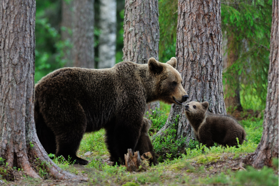 European brown bear and cub in a forest