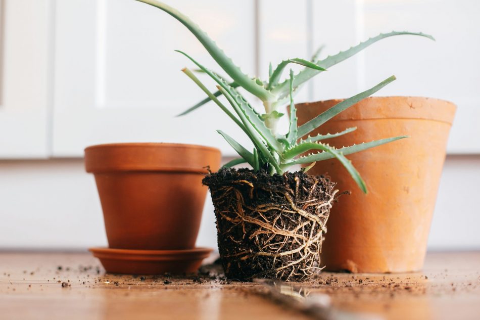 A step-by-step guide for repot