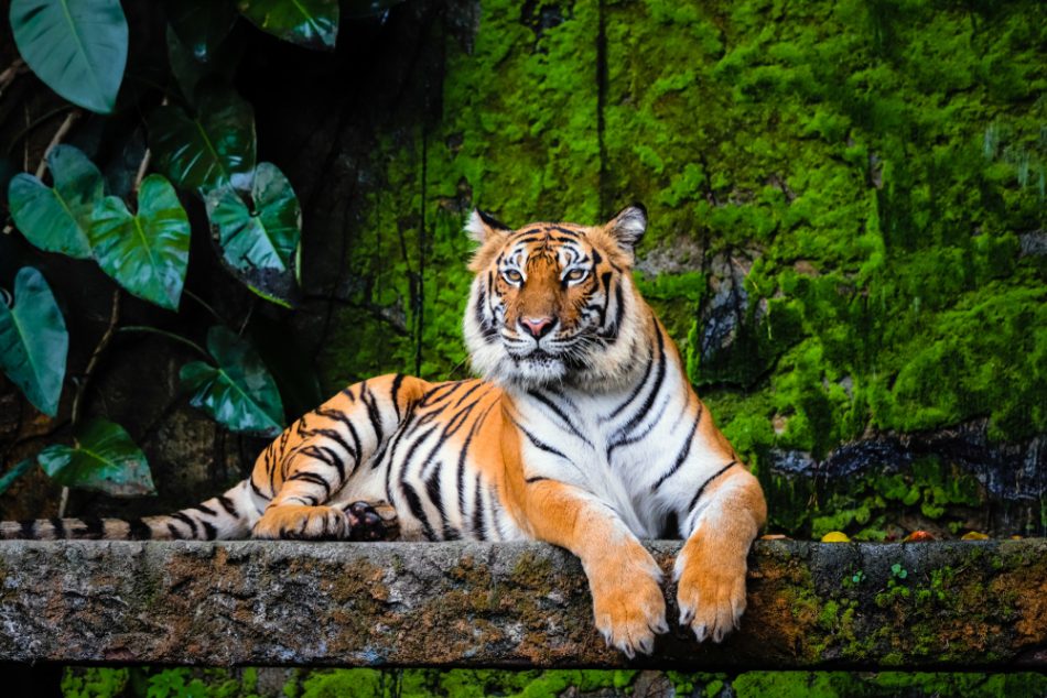 Wild tiger populations around 