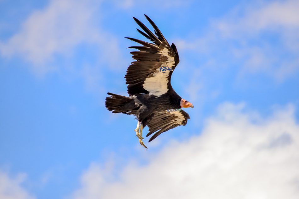 California condors flies against a bright blue sky