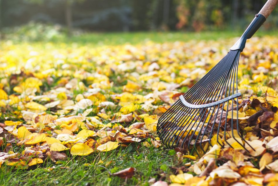 raking autumn leaves from a yard