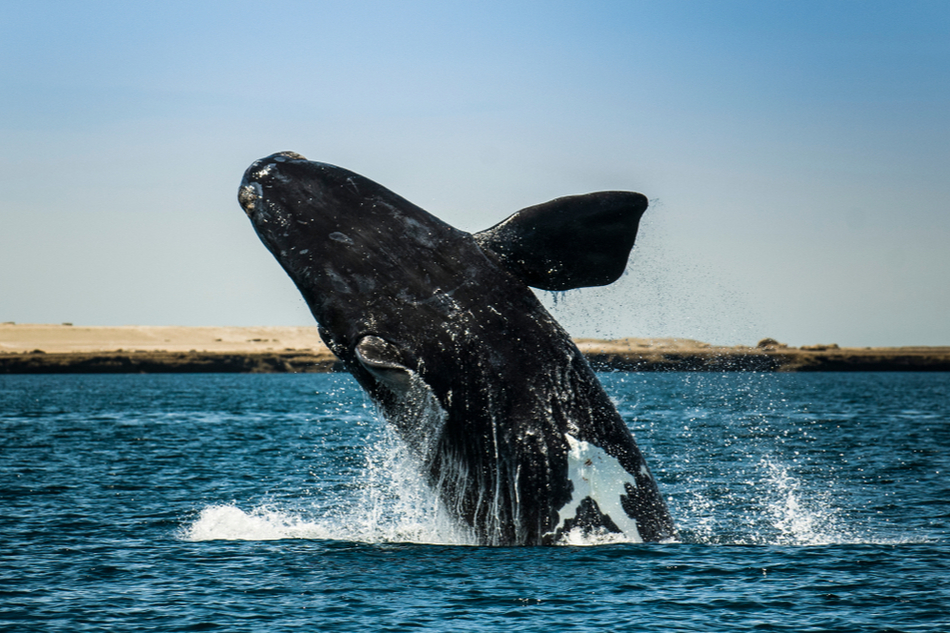Right whale jumps out of the water