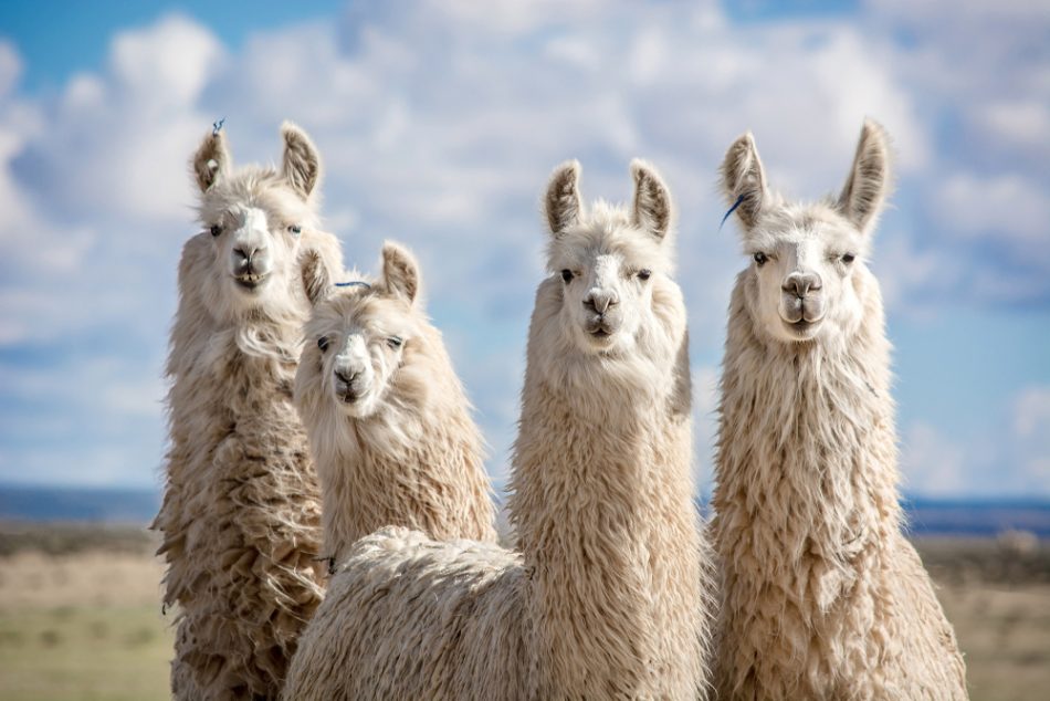 Group of llamas with white coats looking into the camera.