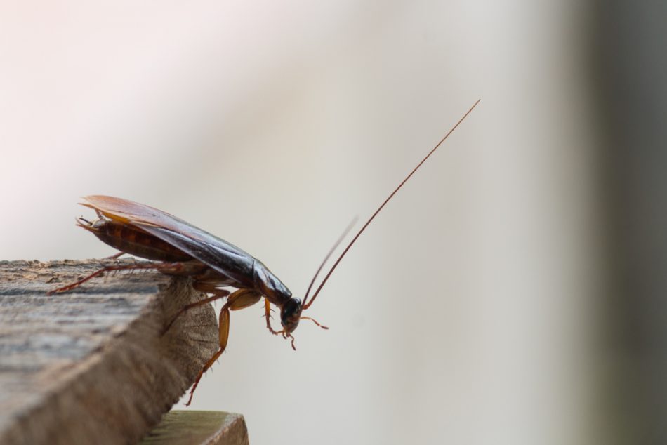 A cockroach on a piece of wood.