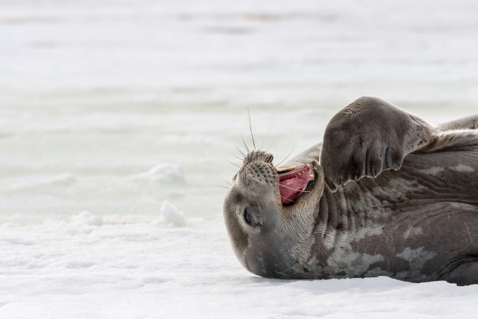Seal laughing while lying on the ice