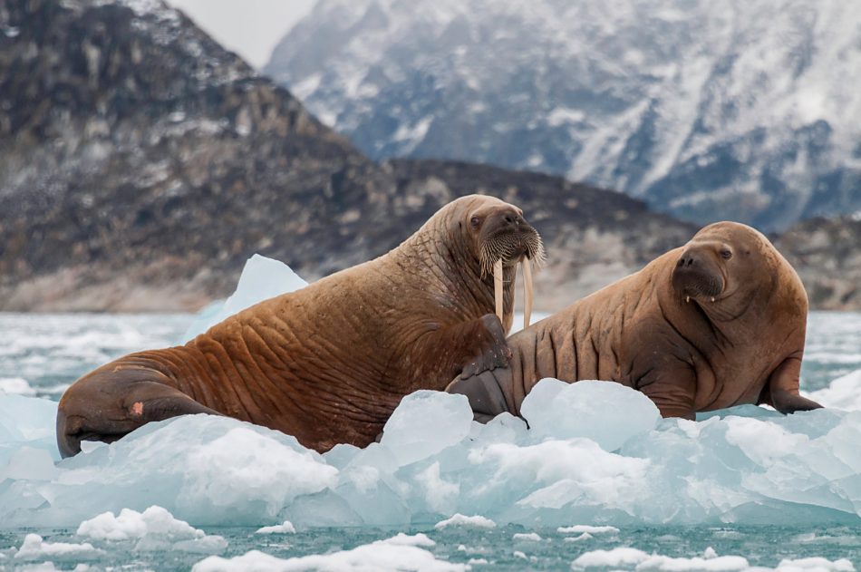 Help scientists locate walruse